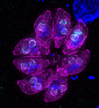 Toxoplasma inside host cell png