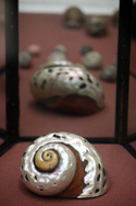 a close up view of a natural shell ( in the shape of a snail shell) with a high sheen finish.  The shell is reflected in a mirror to the rear