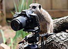 Meerkat with camera 