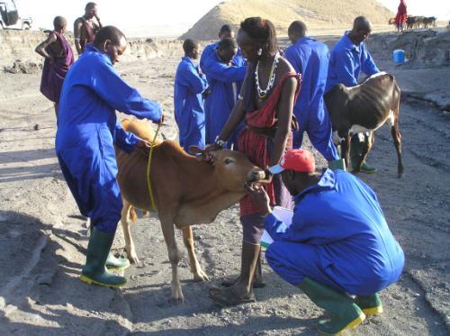 FMD work in TZ. Photo by Tiziana Lembo