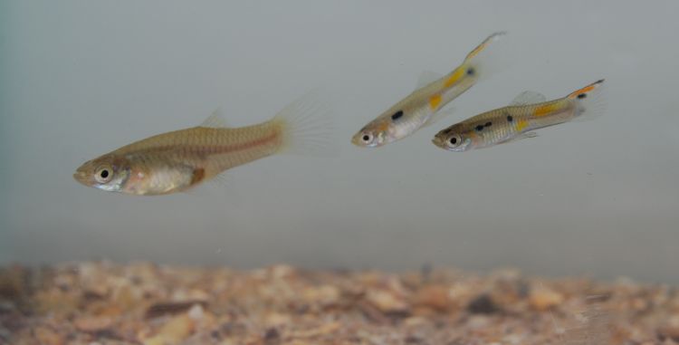 Female and male guppies - credit Darren Croft and Safi Darden, University of Exeter.