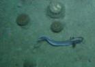 Seabed and a roundnose grenadier. Courtesy of Marine Science Scotland.