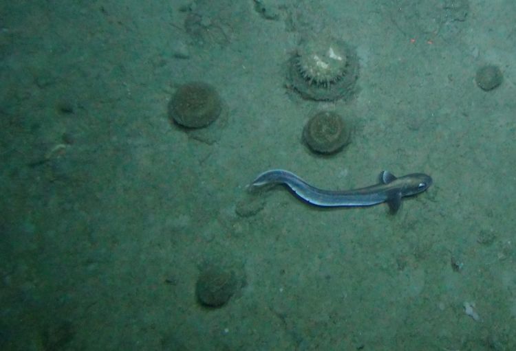 Seabed and roundnose grenadier, Courtesy of Marine Science Scotland.