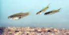 Two male guppies pursue a female guppy. Credit: Darren Croft and Safi Darden, University of Exeter