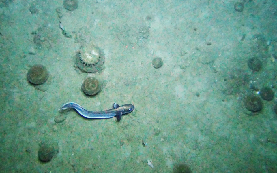 Roundnose grenadier Corypahenoides rupestris at 1300m at Rosemary Bank. Image credit: Marine Scotland