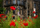 Image of poppies on campus
