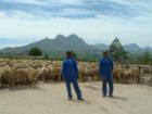 South African Merino flock at Elsenburg experimental farm, South Africa.