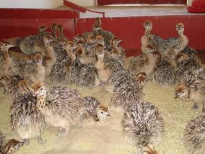 Ostrich chicks raised at Oudtshoorn experimental farm, South Africa. Picture provided by Denise Hough