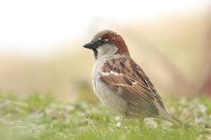 House Sparrow