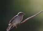 Housesparrow140