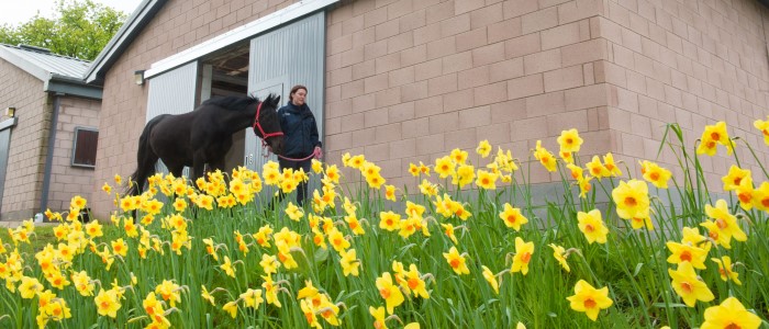 A student with a horse at the Weipers Centre Equine Hospital