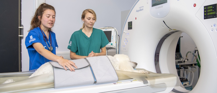 Vet School Technicians preparing a dog for a scan