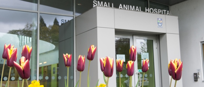 Flowers and the entrance to the Small Animal Hospital