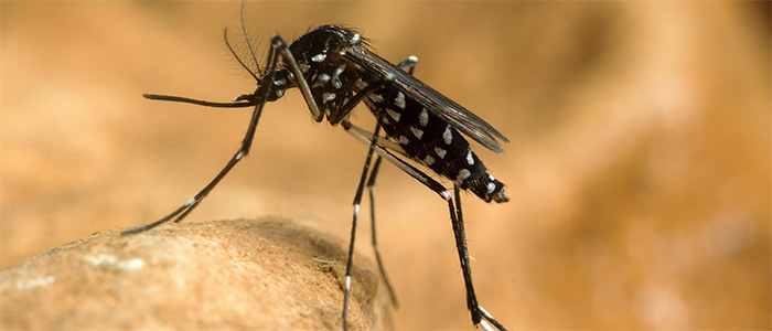 zika mosquito 