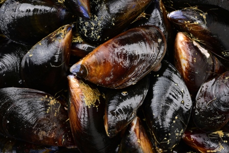 Mussels 2         