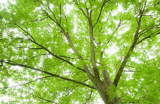 Suffragette Oak tree