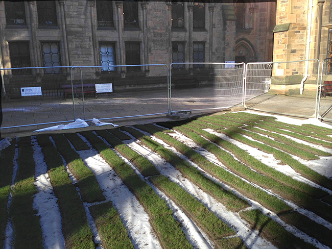 Grass in Cloisters