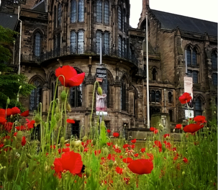 WW1 Poppies 350