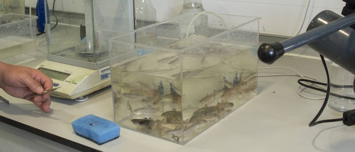 Fish in a tank at the SCENE facility