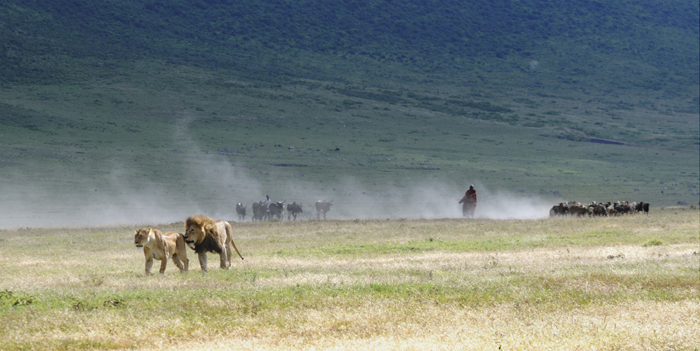 Lions among herds of cattle © Ingela Janssen, University of Minnesota.