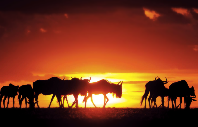 Wildebeest at sunset. Credit Daniel Rosengren