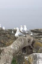 Herring gulls sitting in a row