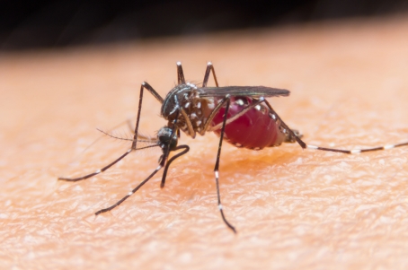 MalariaMosquito450