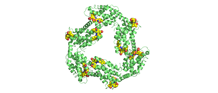 Phyobiliprotein C-Phycocyanin