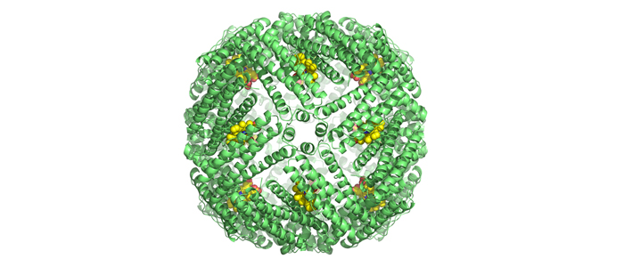 Bacterioferritin, heme binding