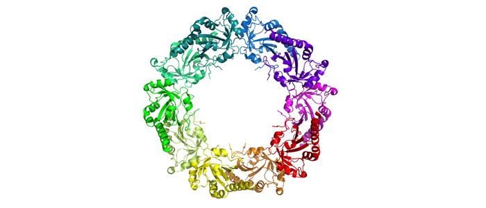 Peroxiredoxin IV