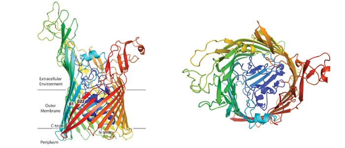FusA, TonB dependant outer membrane protein
