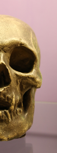 Image of Skull Robert Bruce