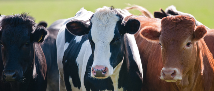 Image of dairy cows