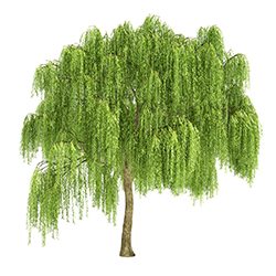 Image of a willow tree