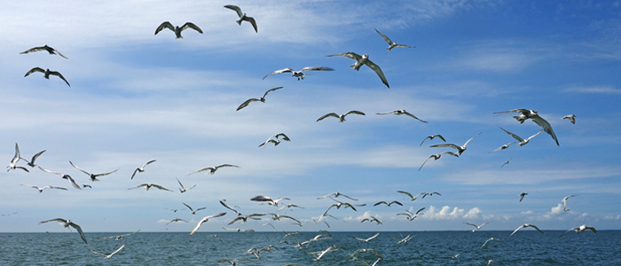 Photo of migrating birds