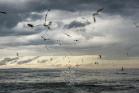 Diving gannets © Sam Hobson, with permission for use in this news story only.