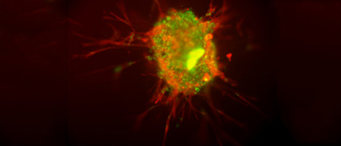 Image of stem cells