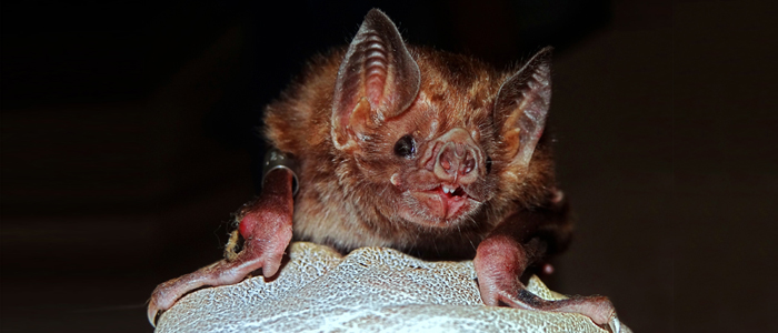 Photo of s vampire bat