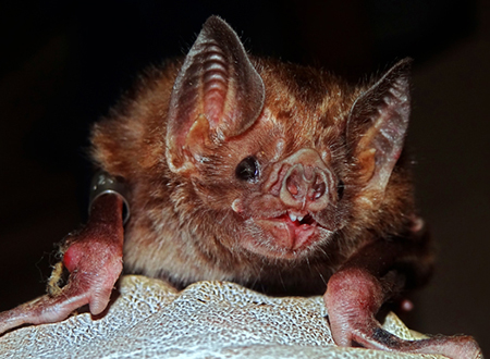 vampire bat