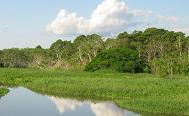 Image of Zika Forest in Uganda