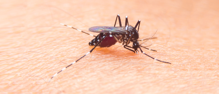 Photo of mosquito