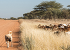 Image of rabid dog and livestock