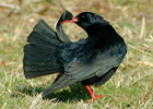 A chough preening its tail feathers (Photo: Anne Delestrade)