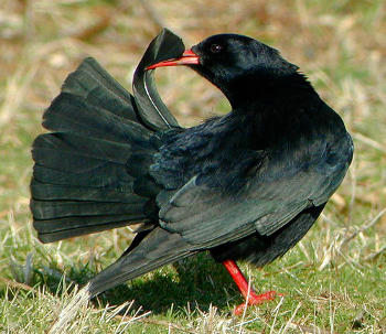 A chough preening its tail feathers (Photo: Anne Delestrade)