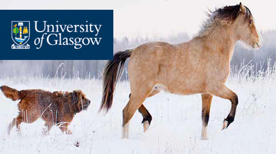 A dog and a pony walking together across a snowy field