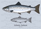salmon140