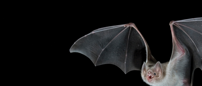 Photo by Barry Mansell/naturepl.com. A vampire bat flying at night.