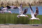 black skimmer from Bianca