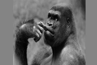 black and white closeup photograph of a gorilla's head; the gorilla holds its hand close to its face, one finger in between its lips