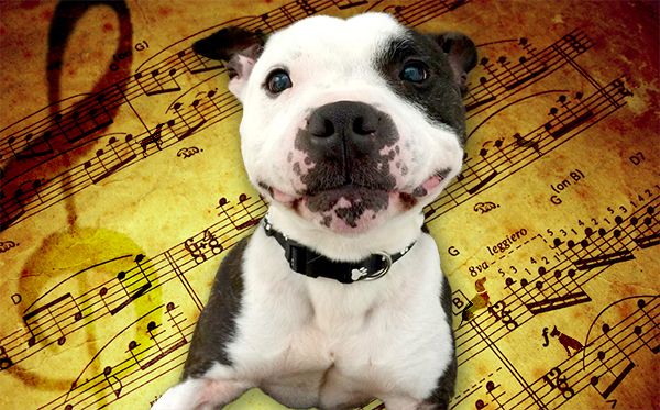 Neo the dog with classical music sheet background